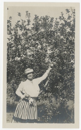 Woman picking fruit in grove