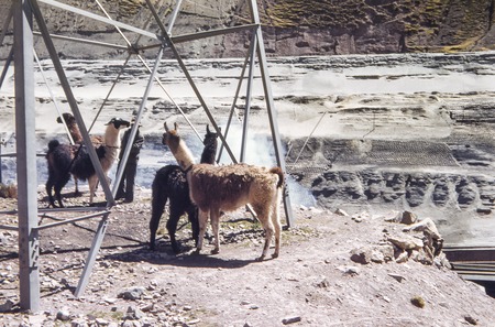 Llamas in Casapalca, Peru 2 of 4