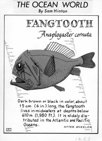 Fangtooth: Anoplogaster cornuta (illustration from &quot;The Ocean World&quot;)