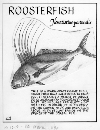 Roosterfish: Nematistius pectoralis (illustration from &quot;The Ocean World&quot;)