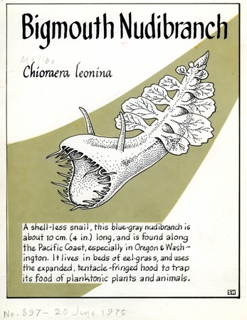Bigmouth nudibranch: Chioraera leonina (illustration from &quot;The Ocean World&quot;)