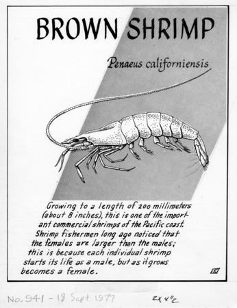 Brown shrimp: Penaeus californiensis (illustration from &quot;The Ocean World&quot;)