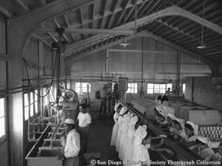 Workers inside American Agar Company kelp processing facility