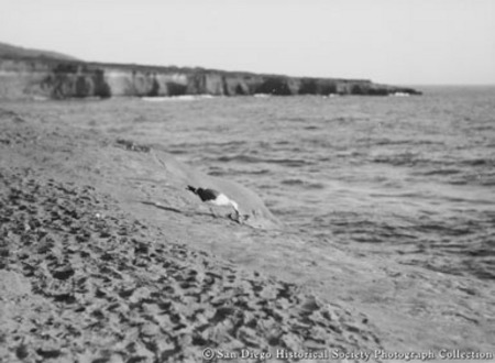 Gull foraging on beach