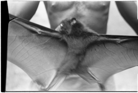Captured bat
