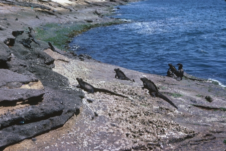 Iguanas and cormorants (seabirds) found near &quot;Tagus Cove&quot; directly east of Fernandina Island on the west coast of Isla Isa...