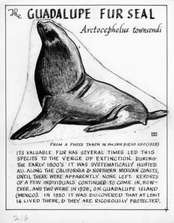 The Guadalupe fur seal: Arctocephalus townsendi (illustration from &quot;The Ocean World&quot;)