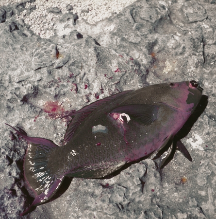 Dead parrot fish