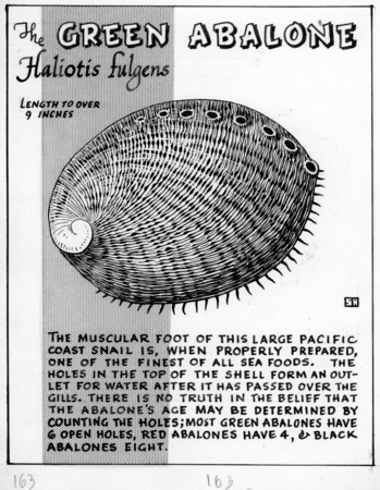 The green abalone: Haliotis fulgens (illustration from &quot;The Ocean World&quot;)