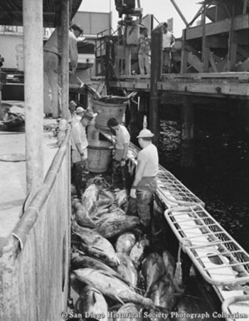 Unloading tuna boats at San Diego cannery
