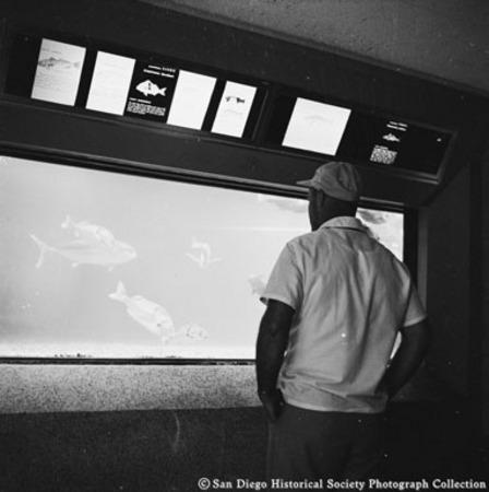 Man looking at fish in Scripps Aquarium display