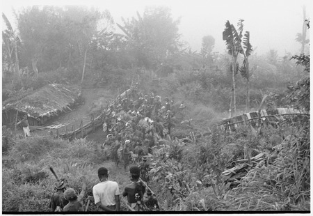 Pig festival, uprooting cordyline ritual, Tsembaga: men proceed with uprooted plants to place at enemy boundary