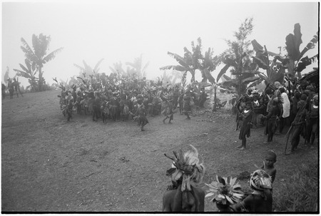 Pig festival, pig sacrifice, Tsembaga: decorated men dance in a circle on ground below ritual fence