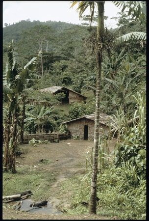 Kwaio hamlet.