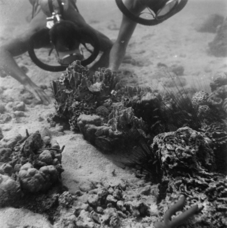 Divers observe life on the ocean floor during the Capricorn Expedition
