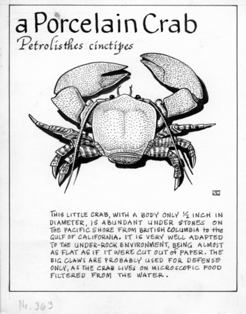 A porcelain crab: Petrolisthes cinctipes (illustration from &quot;The Ocean World&quot;)