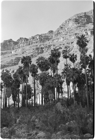 Palm trees in Cañon San Pablo near Rancho San Nicolás