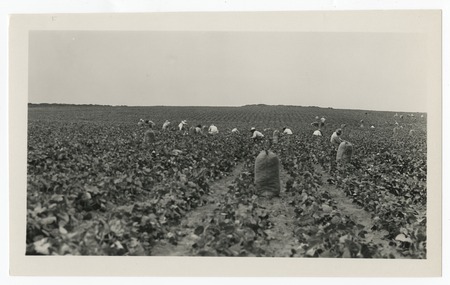 Potato harvesting, Torrey Pines