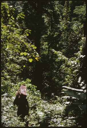 Person carrying a suitcase through the forest.
