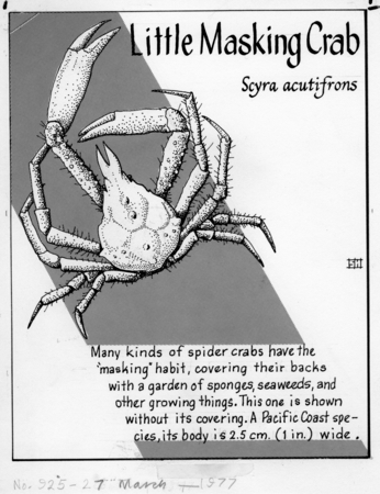 Little masking crab: Scyra acutifrons (illustration from &quot;The Ocean World&quot;)
