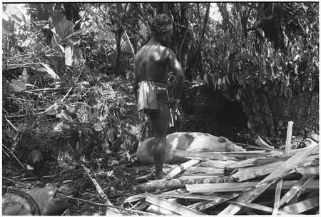 Pig festival, pig sacrifice, Tsembaga: man stands over dead pig, bark lined oven (r), firewood and oven stones
