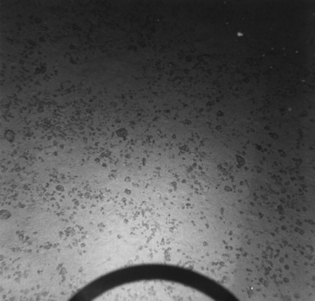 [Underwater Photograph taken with NEL type III camera at NEL camera station #3, Scripps station #NH-6-C at4302 meters.]