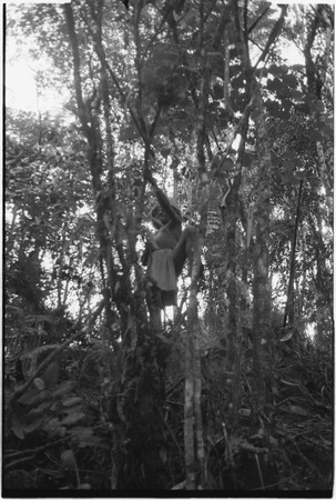 Hunting: Akis in forest, climbs tree to set a snare