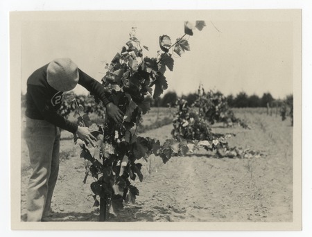 Man with grape plant, Avocado Acres