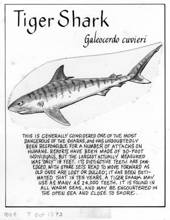 Tiger shark: Galeocerdo cuvieri (illustration from &quot;The Ocean World&quot;)