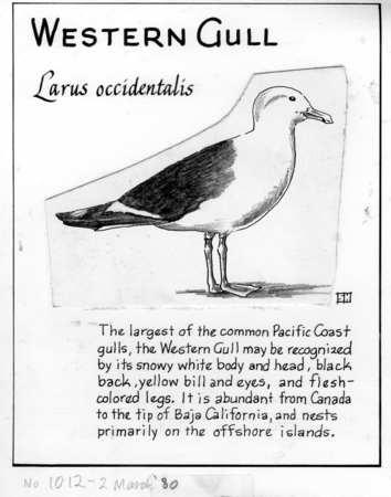 Western gull: Larus occidentalis (illustration from &quot;The Ocean World&quot;)