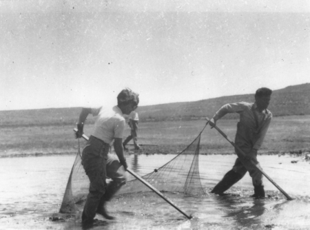 Laura Hubbs and Carl Hubbs netting fish in Nevada