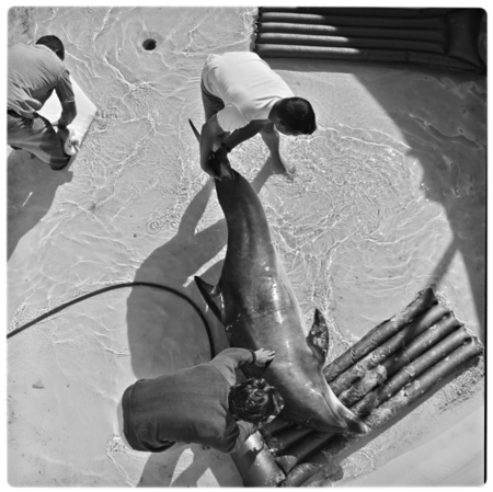 Casting porpoise skin in ring tank at Physiological Research Laboratory, Scripps Institution of Oceanography