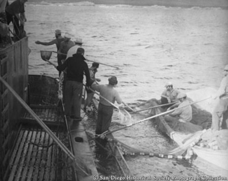 Tuna fishermen using net to catch fish for bait