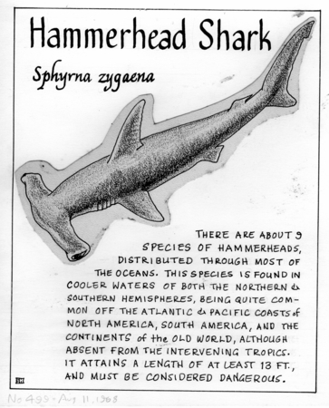 Hammerhead shark: Sphyrna zygaena (illustration from &quot;The Ocean World&quot;)
