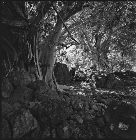 Zalate trees (Ficus palmeri) in Arroyo San Sebastián on trail between Misión Guadalupe and San Ignacio