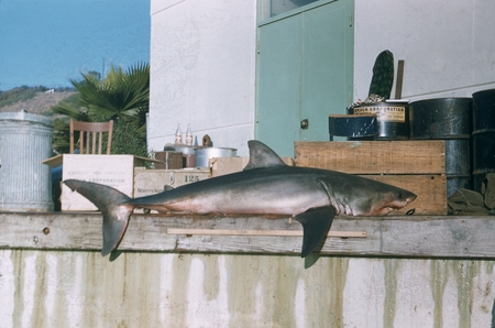 Great white shark (Carcharodon carcharias) captured on Scripps Institution of Oceanography pier, La Jolla, California