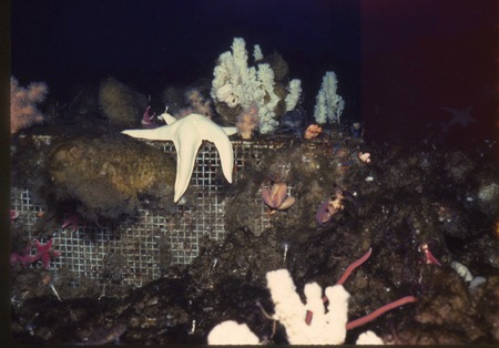 Cape Armitage exclusion cage in 1985. during Paul Dayton&#39;s benthic ecology research project. near McMurdo Station, Antarct...