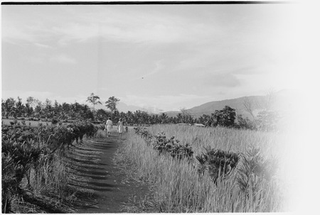 Aiome: white women path beside field and kunai grass, Schrader Range on right