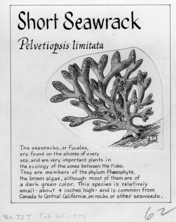 Short seawrack: Pelvetiopsis limitata (illustration from &quot;The Ocean World&quot;)