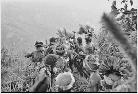 Pig festival, uprooting cordyline ritual, Tsembaga: decorated men dance on trail to enemy boundary, where uprooted plant w...