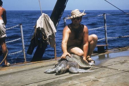 [Man with sea Turtles on deck of R/V Spencer F. Baird]