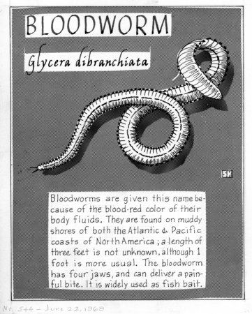 Bloodworm: Glycera dibranchiata (illustration from &quot;The Ocean World&quot;)