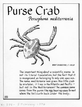 Purse crab: Persephona mediterranea (illustration from &quot;The Ocean World&quot;)