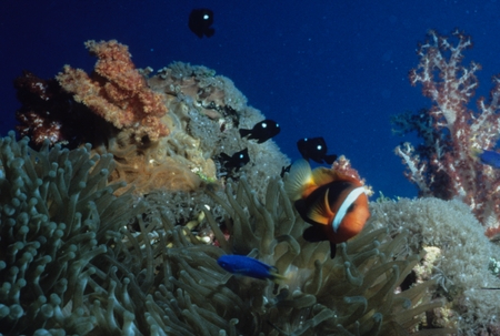 Coral reef scene with sea anemone, tomato clownfish and damsel fishes