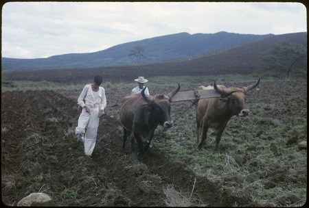 Plowing, near San Pedro Lagunillas