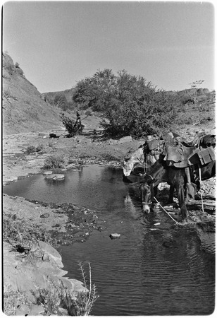 Watering mules on trail from Rancho San Estanislao to Rancho San Gabriel in the Sierra de Guadalupe