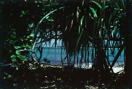 Jungle on Bikini Atoll in the Marshall Islands. Photo was taken during the Midpac Expedition. 1950.