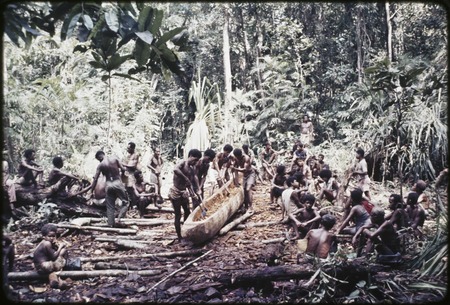 Canoe-building: men hollow out a log as base for new canoe, many other men await their turn to assist