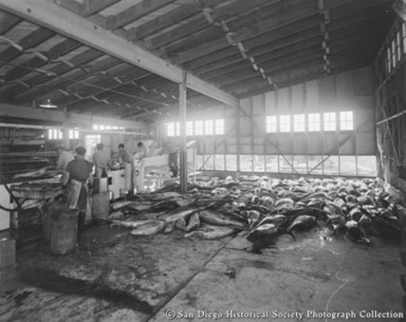 Interior view of Cohn-Hopkins Company showing cannery workers and fish on floor