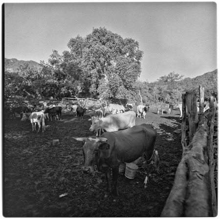Milking cows at Rancho San Dionisio in Cape Sierra